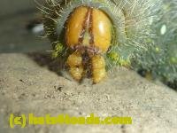 /home//u458753944/public_html/sourcegallery/////Insects and small critters/butterflies and moths (Lepidoptera)/P1100275.JPG